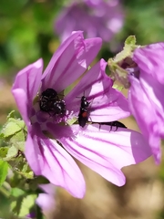Divales bipustulatus
