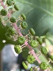 Phytolacca americana