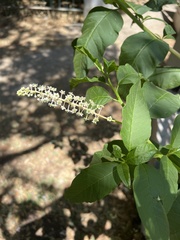 Phytolacca americana
