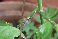 Plesiomorpha flaviceps