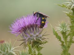 Megascolia maculata maculata