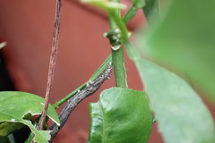 Plesiomorpha flaviceps