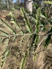 Acacia deanei