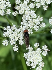 Chrysogaster solstitialis