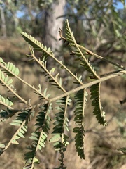 Acacia deanei
