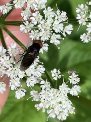 Chrysogaster solstitialis