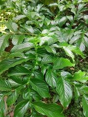 Amorphophallus paeoniifolius