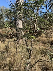 Acacia deanei