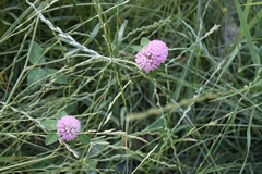 Trifolium pratense