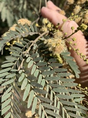 Acacia deanei