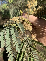 Acacia deanei