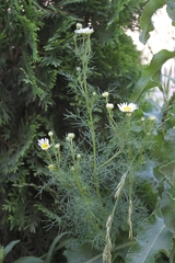 Tripleurospermum inodorum