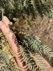 Acacia deanei