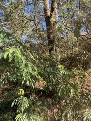 Acacia deanei