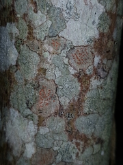 Arthonia cinnabarina
