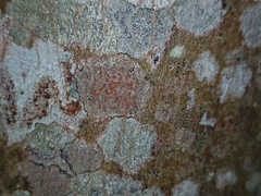 Arthonia cinnabarina