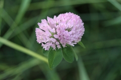 Trifolium pratense