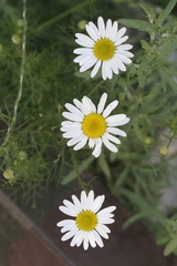 Tripleurospermum inodorum
