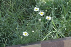 Tripleurospermum inodorum