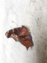 Hypanartia kefersteini