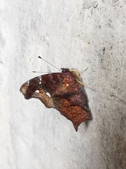 Hypanartia kefersteini