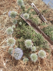 Echinops spinosissimus