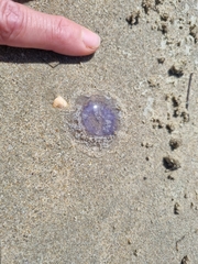 Scyphozoa