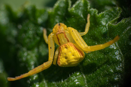 Cyriogonus rutenbergi