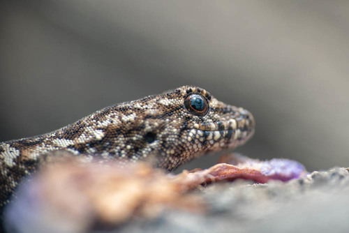 Robust Dwarf Gecko