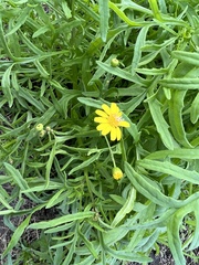Senecio brigalowensis