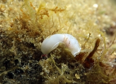 Melanochlamys miqueli