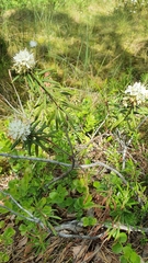 Rhododendron tomentosum