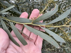 Acacia melvillei