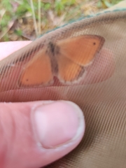 Coenonympha