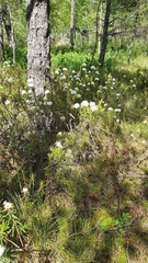 Rhododendron tomentosum