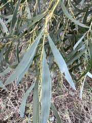 Acacia melvillei