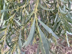 Acacia melvillei