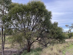 Acacia melvillei