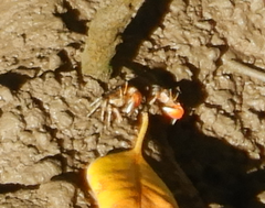 Tubuca coarctata