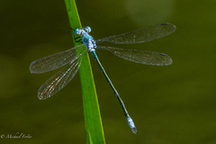 Lestes eurinus