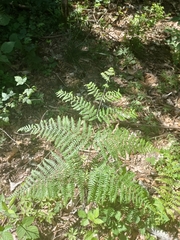 Pteridium pinetorum