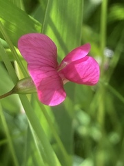 Lathyrus nissolia