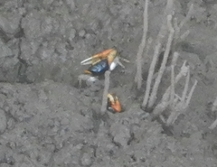 Tubuca coarctata