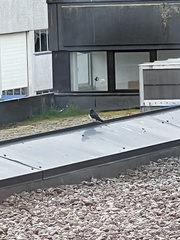 Hirundo rustica
