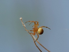 Araneus marmoreus