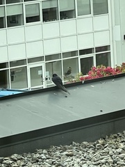 Hirundo rustica