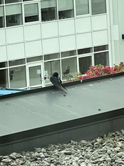 Hirundo rustica