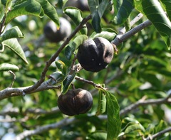 Sclerocroton integerrimus