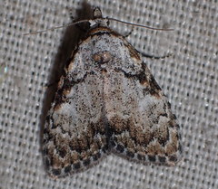 Meganola strigula