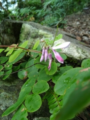 Indigofera venulosa